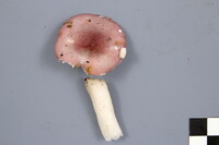 Russula hydrophila image